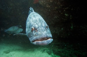 Mosambik_Vilankulos_Maputo_Tofo_Tofo_Peri_Peri_Divers, Walhai