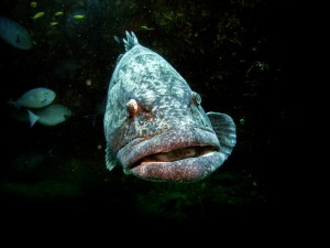 Mosambik_Vilankulos_Maputo_Tofo_Tofo_Peri_Peri_Divers, Walhai