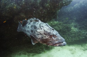 Mosambik_Vilankulos_Maputo_Tofo_Tofo_Peri_Peri_Divers, Walhai