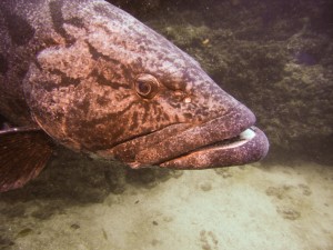 Mozambique_Vilankulos_Maputo_Tofo_Tofo_Peri_Peri_Divers, Walhai