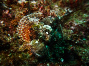 Mozambique_Vilankulos_Maputo_Tofo_Tofo_Peri_Peri_Divers, Walhai