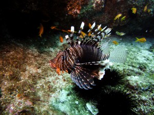 Mosambik_Vilankulos_Maputo_Tofo_Tofo_Peri_Peri_Divers, Walhai