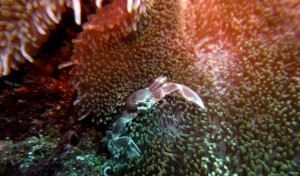 Mosambik_Vilankulos_Maputo_Tofo_Tofo_Peri_Peri_Divers, Walhai