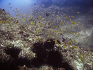 Mosambik_Vilankulos_Maputo_Tofo_Tofo_Peri_Peri_Divers, Walhai