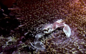 Mosambik_Vilankulos_Maputo_Tofo_Tofo_Peri_Peri_Divers, Walhai