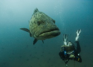 Mosambik_Vilankulos_Maputo_Tofo_Tofo_Peri_Peri_Divers, Walhai