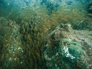 Mozambique_Vilankulos_Maputo_Tofo_Tofo_Peri_Peri_Divers, Walhai