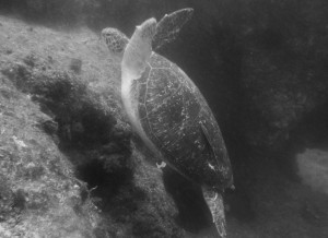 Mosambik_Vilankulos_Maputo_Tofo_Tofo_Peri_Peri_Divers, Walhai