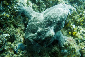 Mosambik_Vilankulos_Maputo_Tofo_Tofo_Peri_Peri_Divers, Walhai