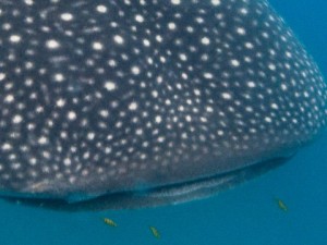 Mosambik_Vilankulos_Maputo_Tofo_Tofo_Peri_Peri_Divers, Walhai