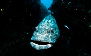 Mosambik_Vilankulos_Maputo_Tofo_Tofo_Peri_Peri_Divers, Walhai