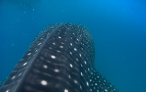 Mosambik_Vilankulos_Maputo_Tofo_Tofo_Peri_Peri_Divers, Walhai