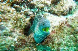 Mosambik_Vilankulos_Maputo_Tofo_Tofo_Peri_Peri_Divers, Walhai