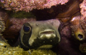 Mosambik_Vilankulos_Maputo_Tofo_Tofo_Peri_Peri_Divers, Walhai