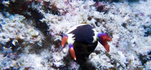 Mosambik_Vilankulos_Maputo_Tofo_Tofo_Peri_Peri_Divers, Walhai