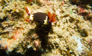 Mosambik_Vilankulos_Maputo_Tofo_Tofo_Peri_Peri_Divers, Walhai