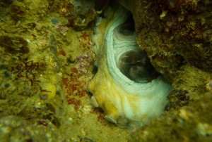 Mosambik_Vilankulos_Maputo_Tofo_Tofo_Peri_Peri_Divers, Walhai