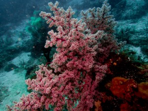 Raja Ampat, Tauchsafari , Indonesien