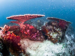 Raja Ampat Indonesien Tauchsafari, Nemo, Wobbegong, Teppichhai