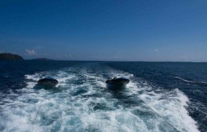 Raja Ampat Indonesien Tauchsafari, Nemo, Wobbegong, Teppichhai