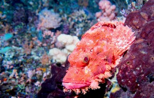 Raja Ampat Indonesien Tauchsafari, Nemo, Wobbegong, Teppichhai