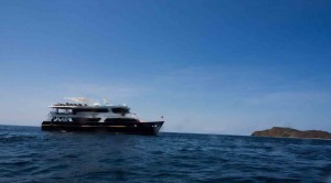 Raja Ampat Indonesien Tauchsafari, Nemo, Wobbegong, Teppichhai