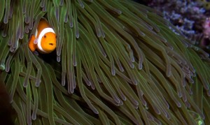 Raja Ampat Indonesien Tauchsafari, Nemo, Wobbegong, Teppichhai