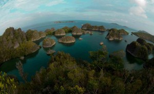 Raja Ampat Indonesien Tauchsafari, Nemo, Wobbegong, Teppichhai