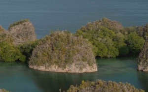 Raja Ampat Indonesien Tauchsafari, Nemo, Wobbegong, Teppichhai