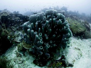 Raja Ampat Indonesien Tauchsafari, Nemo, Wobbegong, Teppichhai