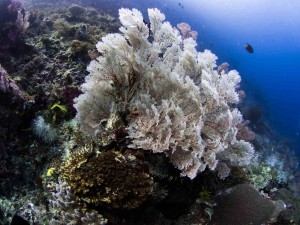 Raja Ampat Indonesien Tauchsafari, Nemo, Wobbegong, Teppichhai