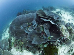 Raja Ampat Indonesien Tauchsafari, Nemo, Wobbegong, Teppichhai