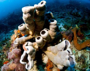 Raja Ampat Indonesien Tauchsafari, Nemo, Wobbegong, Teppichhai