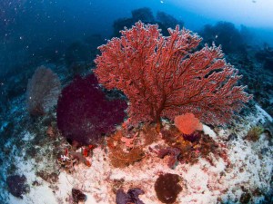 Raja Ampat Indonesien Tauchsafari, Nemo, Wobbegong, Teppichhai