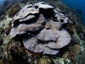 Raja Ampat Indonesien Tauchsafari, Nemo, Wobbegong, Teppichhai