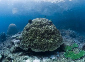 Raja Ampat Indonesien Tauchsafari, Nemo, Wobbegong, Teppichhai