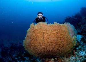 Raja Ampat Indonesien Tauchsafari, Nemo, Wobbegong, Teppichhai