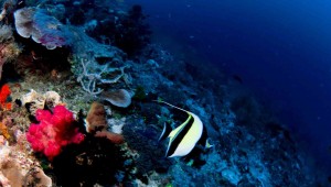 Raja Ampat Indonesien Tauchsafari, Nemo, Wobbegong, Teppichhai