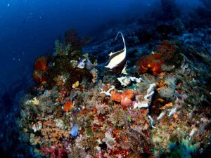 Raja Ampat Indonesien Tauchsafari, Nemo, Wobbegong, Teppichhai, Manta