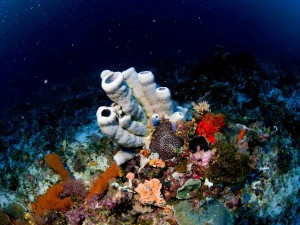 Raja Ampat Indonesien Tauchsafari, Nemo, Wobbegong, Teppichhai, Manta