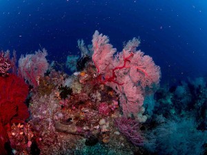 Indonesien, Raja Ampat, Tauchsafari