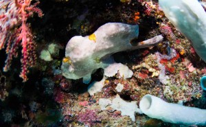 Raja Ampat Indonesien Alice im Wunderland Tauchsafari