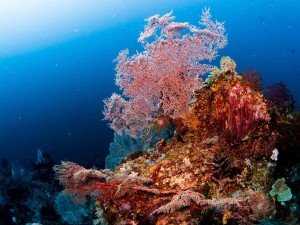 Indonesien, Raja Ampat, Tauchsafari