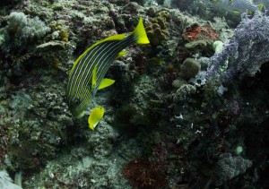 Raja Ampat Indonesien Tauchsafari, Nemo, Wobbegong, Teppichhai, Manta