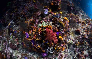 Raja Ampat Indonesien Alice im Wunderland Tauchsafari