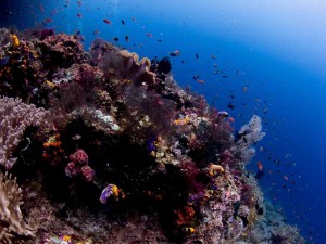 Raja Ampat Indonesien Tauchsafari, Nemo, Wobbegong, Teppichhai, Manta