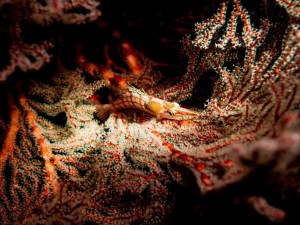 Raja Ampat Indonesien Tauchsafari, Nemo, Wobbegong, Teppichhai, Manta