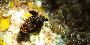 Raja Ampat Indonesien Alice im Wunderland Tauchsafari