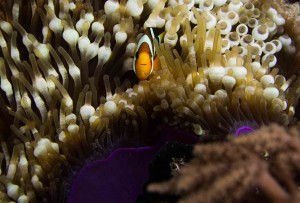 Raja Ampat Indonesien Alice im Wunderland Tauchsafari