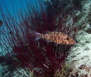 Raja Ampat Indonesien Alice im Wunderland Tauchsafari